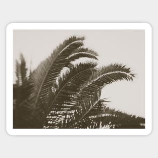 Black And White Palm Sticker